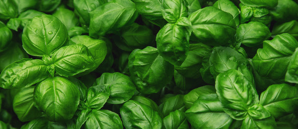 The Benefits of Basil for the Skin