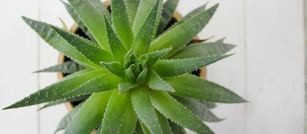 Benefits of Aloe Vera for Your Skin